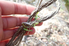Secamone filiformis