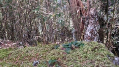 Periparus ater ptilosus