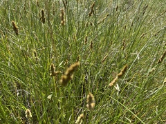 Carex densa