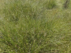 Carex densa