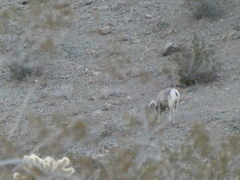 Ovis canadensis nelsoni