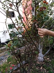 Rosa