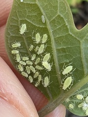 Illinoia liriodendri