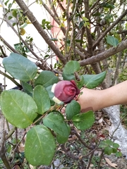 Rosa