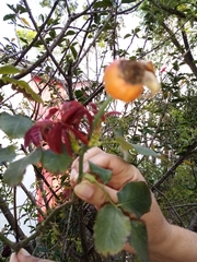Rosa