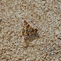 Thyridanthrax nugator