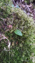 Platanthera brevicalcarata