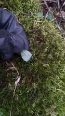 Platanthera brevicalcarata