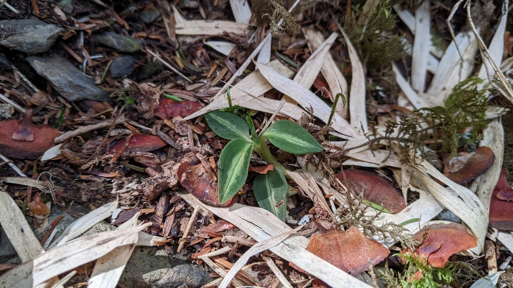 Goodyera nankoensis