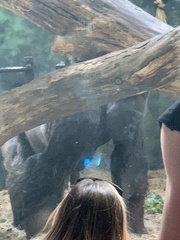 Gorilla gorilla