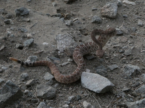 iNaturalist observation photo of Northern Red Diamond Rattlesnake