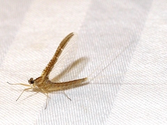 Callibaetis fluctuans