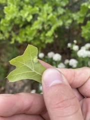 Dryocosmus quercuspalustris