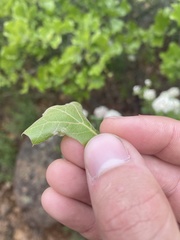 Dryocosmus quercuspalustris