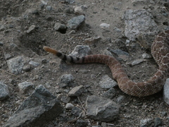Crotalus ruber ruber