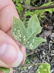 Illinoia liriodendri