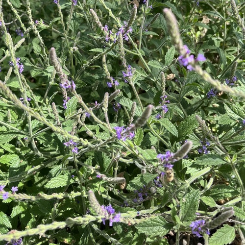 iNaturalist observation photo of western vervain