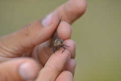 Phanogomphus lividus