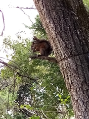 Sciurus aureogaster