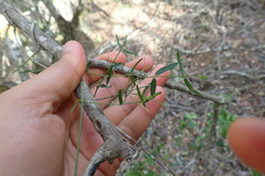 Secamone filiformis