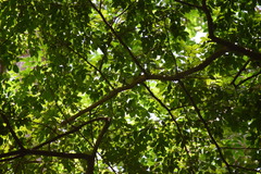 Psittacula calthrapae