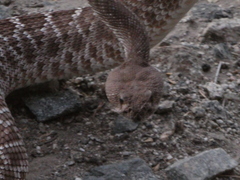 Crotalus ruber ruber