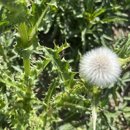 iNaturalist observation photo of prickly sowthistle