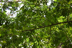 Psilopogon flavifrons