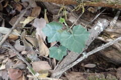Kedrostis nana
