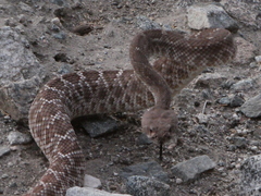 Crotalus ruber ruber