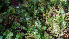 Chrysosplenium hebetatum