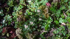 Chrysosplenium hebetatum