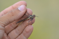 Phanogomphus lividus