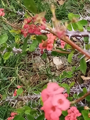 Apis mellifera