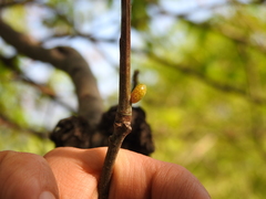 Amphibolips ellipsoidalis