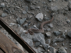 Crotalus ruber ruber