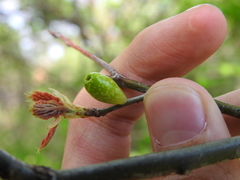 Amphibolips ellipsoidalis