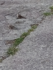 Columbina inca