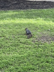 Sciurus niger