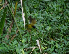 Geothlypis semiflava