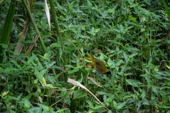 Geothlypis semiflava