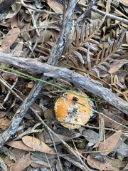 Amanita xanthocephala