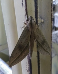 Xylophanes anubus