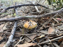 Amanita xanthocephala