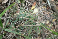 Secamone filiformis