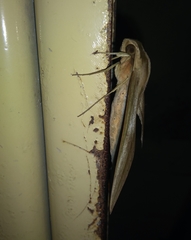 Xylophanes anubus