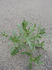 Cakile maritima maritima