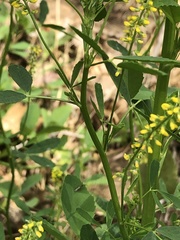 Melilotus indicus