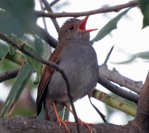 Orange-billed Nightingale-Thrush