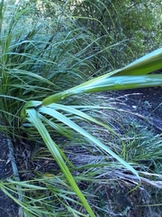 Gahnia lacera
